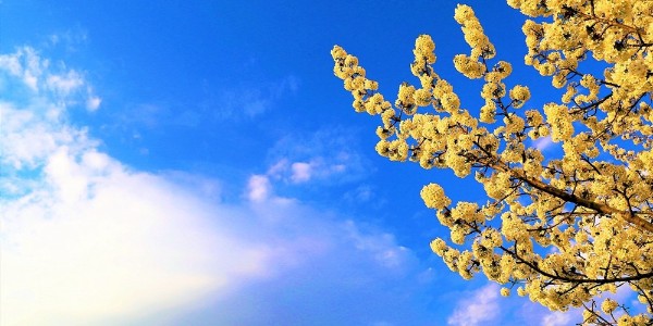 生物洗涤与脉冲电晕两者有机废气处理技术的区别